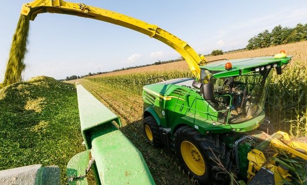 Los técnicos aconsejan analizar la condición del lote antes de definir la altura de corte del cultivo, que luego será ensilado.