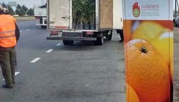 Refuerzan el control de transportes para prevenir el HLB