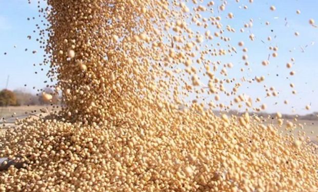 Mercado de Chicago: reportan una suba de los stocks de soja y recortes en los de maíz y trigo