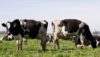 Senasa busca erradicar la brucelosis bovina con una nueva estrategia