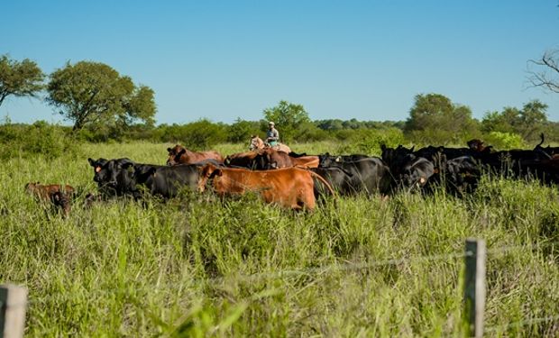 Holding agroganadero se convirtió en el primero en producir carne bajo huella de carbono negativa