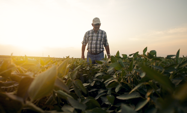 El agro busca protegerse: los productores no solo se cubren contra granizo y viento, sino que suman heladas que son más frecuentes en contextos de sequía