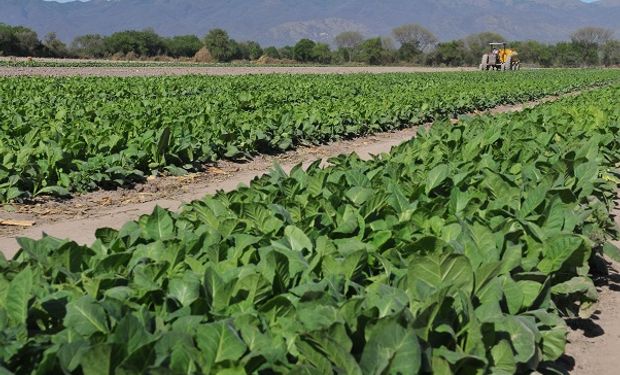 Productores de tabaco están "en jaque" por el parate de la producción de cigarrillos