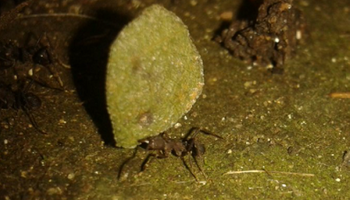 Con hormigas: pronosticó la ola de calor y ahora anticipa un período de fuertes lluvias