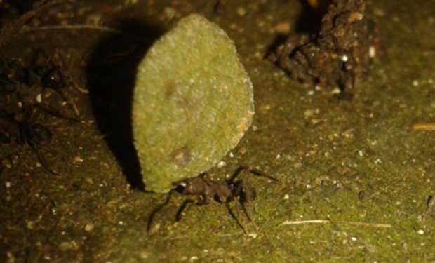 Con hormigas: pronosticó la ola de calor y ahora anticipa un período de fuertes lluvias