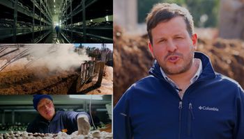 Pioneros: producen 180 toneladas de hongos por mes, abastecen al 50% del mercado y cuentan los secretos de un cultivo con un enorme potencial