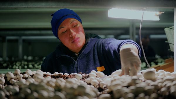 hongos del pilar trabajador