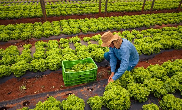 CNA aponta o seguro rural como alternativa fundamental para setor de hortaliças