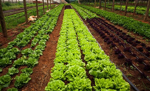 Embrapa desenvolve desde 2006 estudos sobre hortaliças PANC. (foto - Sistema CNA/Senar)