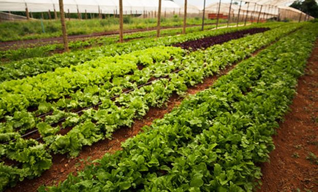 Evento quer mapear principais problemas da cadeia produtiva no cultivo. (foto - Sistema CNA/Senar)