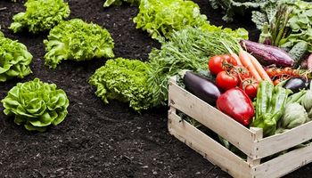 La horticultura, ante el reto de aumentar el consumo y la exportación
