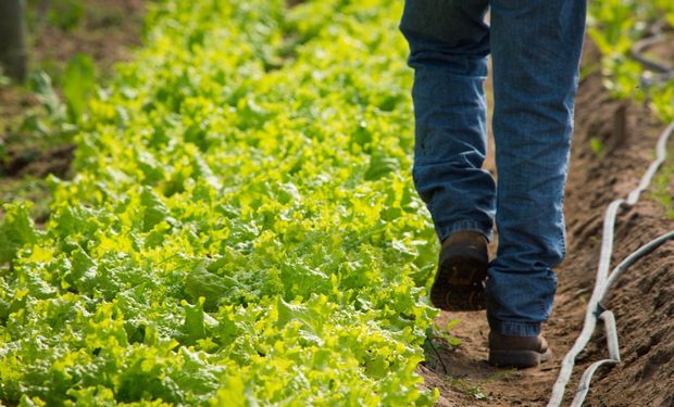 La horticultura emplea aproximadamente a 70.000 personas en la provincia de Santa Fe.