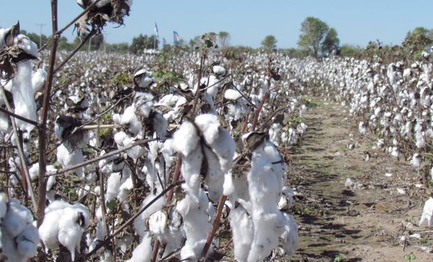 Senasa actualizó las medidas fitosanitarias para el picudo algodonero