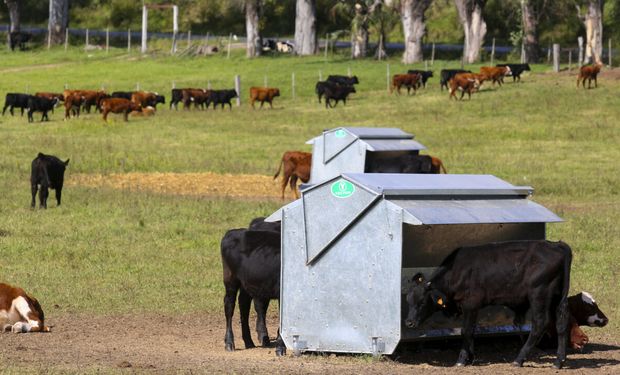 Terneros se alimentan en el "hotel" de vacas de la Liga del Trabajo, cerca de Guichón (Uruguay). Las instalaciones se abrieron tras la grave sequía y los incendios de 2021, y actualmente atienden a más de 800 terneros. (Imagen: Pablo Bielli / Diálogo Chino)
