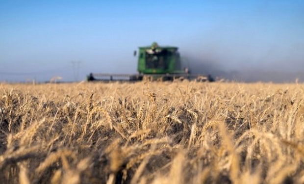 Por el impacto de la sequía y las heladas, recortan en un millón de toneladas la estimación de cosecha de trigo
