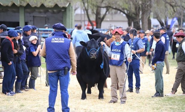 Cañuelas se prepara para una semana a puro Angus: “La exposición será con un formato distinto"