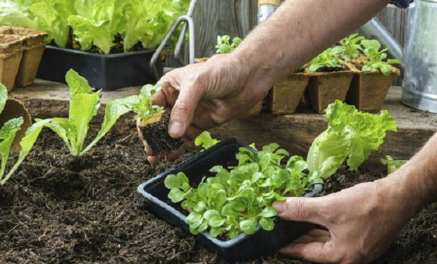 Huerta en casa: tres claves para optimizar la siembra en un momento ideal