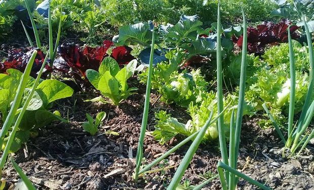 INTA lanza un curso de agroecología y abordará horticultura, fruticultura, agroforestería y ganadería