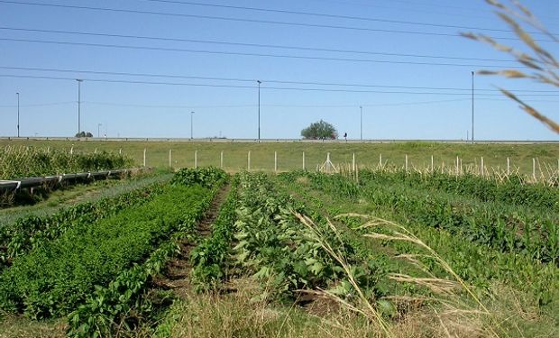 El proyecto Cinturón Verde consiste en transformar las áreas periurbanas en producción de alimentos sustentables.