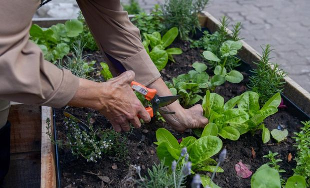 10 verduras para plantar el huerto en marzo.