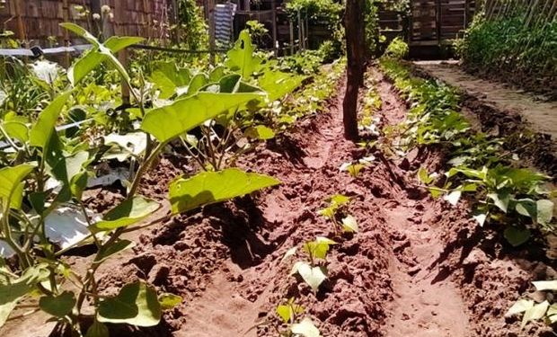 Ante la pregunta de cómo hacer una huerta en casa, el primer paso será aprender qué es un mapa de sol