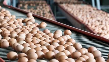 Romper los huevos en la Argentina: el negocio que exportó un 50% más y genera cientos de millones de dólares