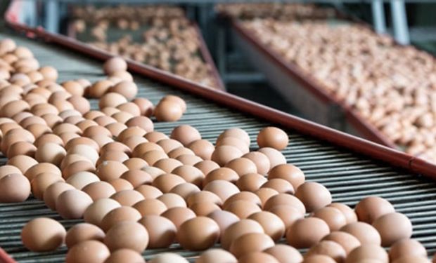Romper los huevos en la Argentina: el negocio que exportó un 50% más y genera cientos de millones de dólares