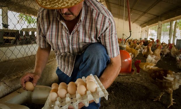 La Pampa busca convertir el norte de la provincia en un polo aviar