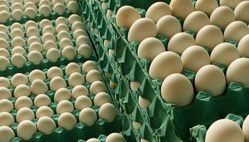 Decomisan 3.600 docenas de huevos 