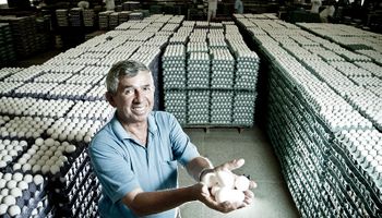 En Argentina ya hay 62,7 millones de aves que producen 610 huevos por segundo: no hay otro país en el mundo que consuma tantos huevos