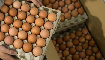 Productores de huevo piden una recomposición en los precios y no descartan que el país importe por falta de producción