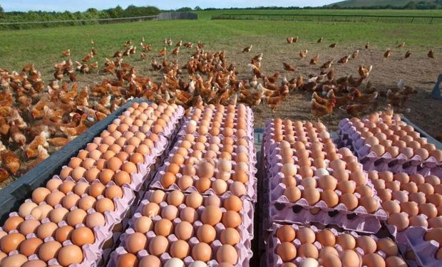 Récord: el huevo ya es la segunda proteína más consumida y en Argentina hay cerca de 60 millones de gallinas ponedoras