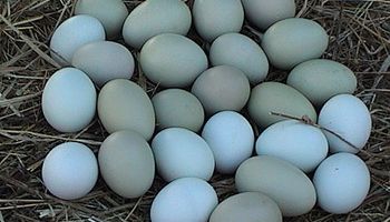 Los productores de huevo dicen que están en crisis