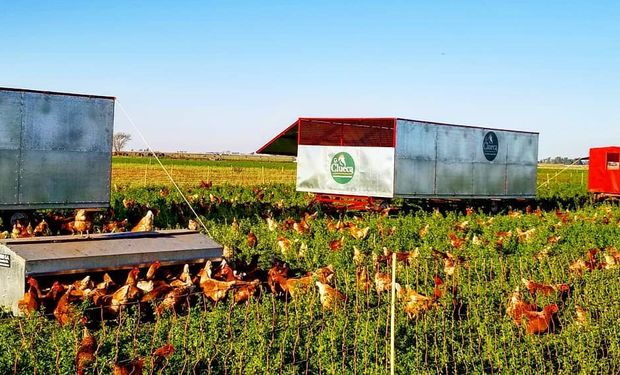 Producen "huevos contentos" acompañando a la demanda de un producto premium: cómo lo hacen