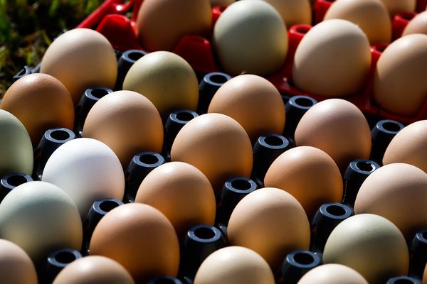 consumo de huevos en argentina