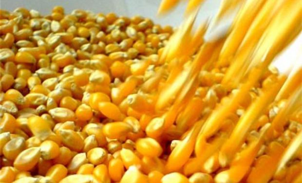 Descuentos de hasta 10% por humedad en maíz