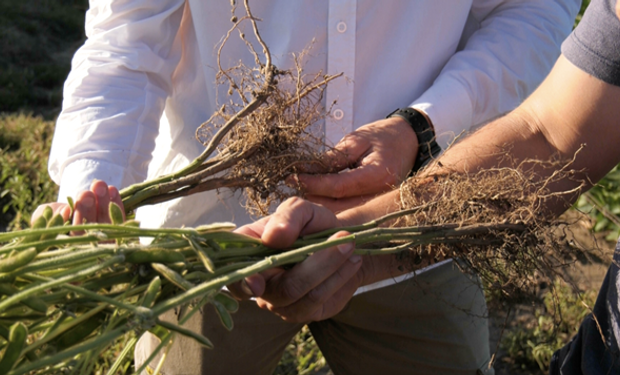 Soja: aplicó hasta 60 kilos por hectárea de un producto de origen natural y logró estabilizar la producción en suelos con alto contenido sódico