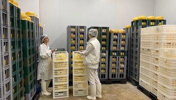 Pionera: la pyme láctea bonaerense que exportó 1.000 kilos de provoleta parrillera a Estados Unidos