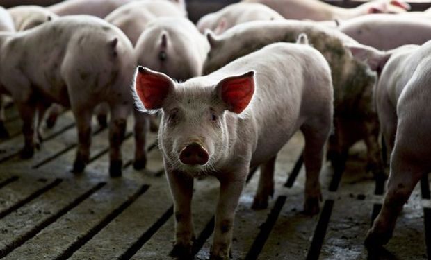 Libre y gratuita: una charla de especialistas abordará la sanidad, nutrición y manejo del negocio porcino