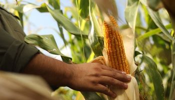 El aprendizaje que deja Brasil para vencer a la chicharrita: la mirada de expertos internacionales para dominar a la plaga