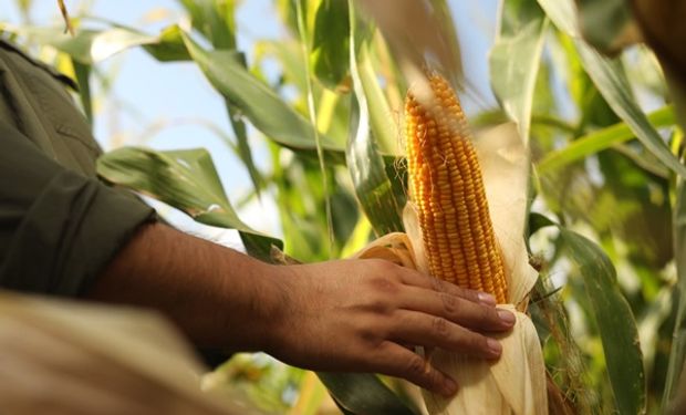 El aprendizaje que deja Brasil para vencer a la chicharrita: la mirada de expertos internacionales para dominar a la plaga