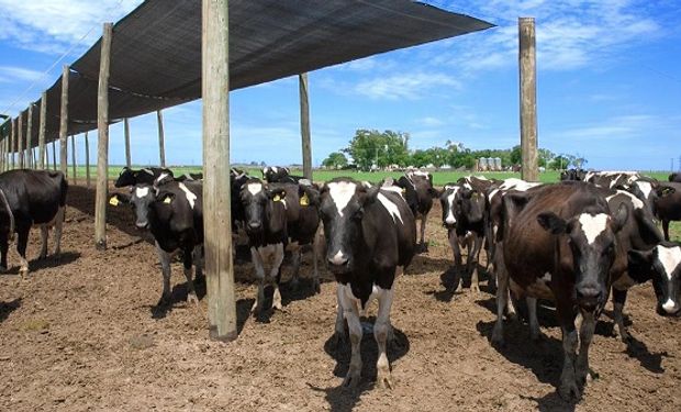 Estrés calórico en vacas lechera: cinco claves para prevenir el impacto de las altas temperaturas