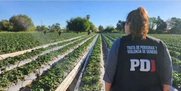 frutillas pdi en santa fe