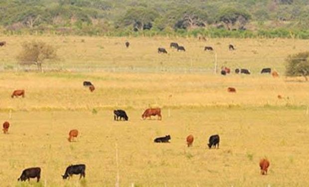 Prevén pocos cambios en el precio de la hacienda en el último trimestre
