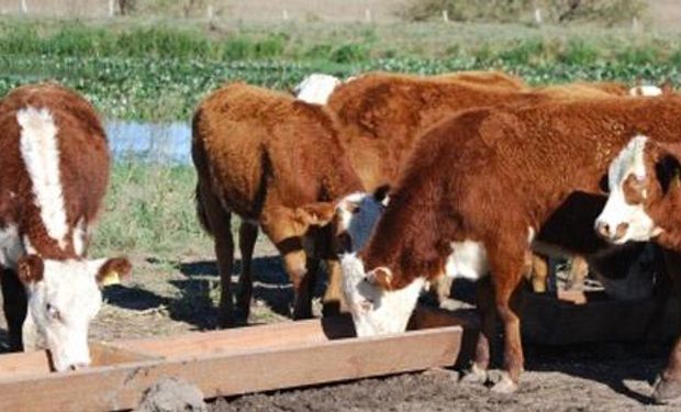 SENASA advierte por intoxicación con Duraznillo Negro en ganado bovino