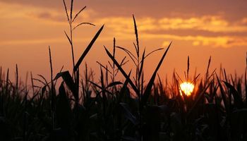 El escenario para la siembra de maíz temprano y floración de los trigos: qué dice el pronóstico del tiempo y cuánto podría llover