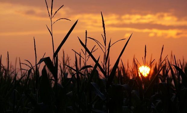 El escenario para la siembra de maíz temprano y floración de los trigos: qué dice el pronóstico del tiempo y cuánto podría llover