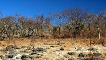 Inteligência artificial identifica áreas agrícolas abandonadas no Cerrado