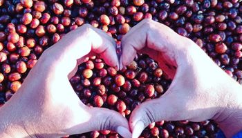 Produtora vence prêmio nacional com sua primeira safra de café