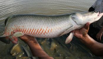 Ibama classifica pirarucu como invasor e acende alerta na piscicultura